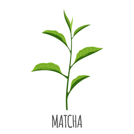 Matcha vector in flat style. Isolated object. Superfood matcha medical tea. Vector illustration.のイラスト素材