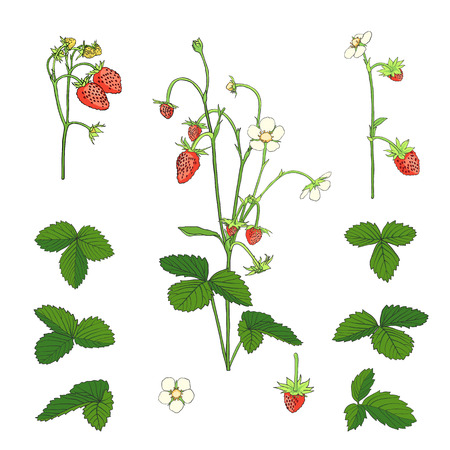 Hand drawn Strawberry set isolated on white background. Botanical image. Vector illustration.のイラスト素材