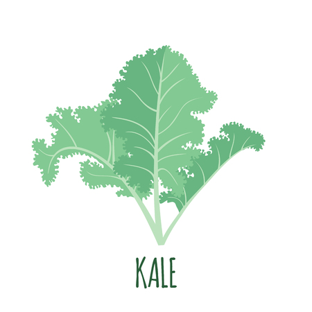 Kale icon in flat style isolated on white background. Superfood kale medical vegetable. Vector illustration.のイラスト素材