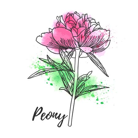 Decorative watercolor peony isolated on white background. Cute flower for your design. Vector illustration.のイラスト素材