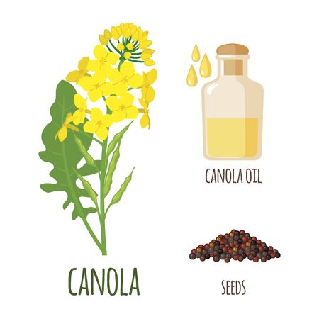 Canola Flowers with Pod, Seeds and oil in flat style isolated on white background. Protein Meal and Vegetable Oil. Vector illustration.のイラスト素材