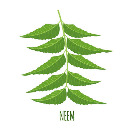 Vector Neem branch or nimtree in flat style isolated on white background.のイラスト素材