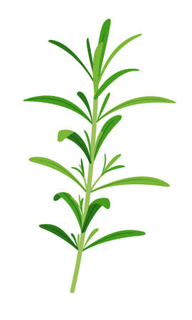 Vector rosemary sprigs icon in flat style isolated on white background.のイラスト素材