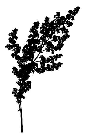 Wild flower silhouette isolated on white background.のイラスト素材