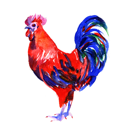 watercolor new year red fire rooster on white backgroundの写真素材