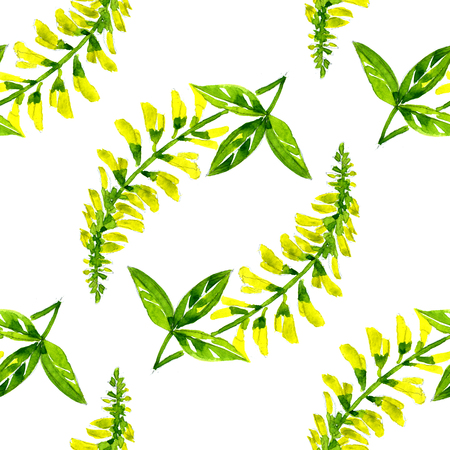 Watercolor summer insulated sweet clover pattern on white backgroundの写真素材