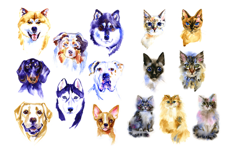 Dog and cats hand drawn watercolor colorful illustrations setの写真素材