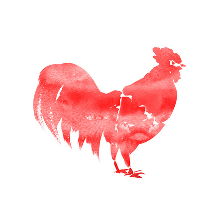 Rooster watercolor illustration isolated on a white backgroundの写真素材