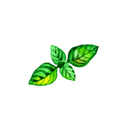 Kitchen herbs and spices illustration. Watercolor mint on white backgroundの写真素材