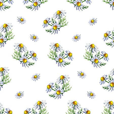 Seamless pattern with watercolor camomile flowers and petals on white backgroundの写真素材
