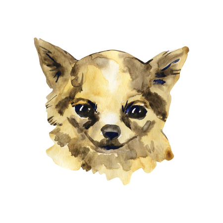 The Chihuahua is popular mini dog. Head of a toy terrier on watercolor background. Watercolor Animal collection: Dogs. Cute realistic puppy Portrait - Hand Painted Illustration of Pet. Design templateの写真素材