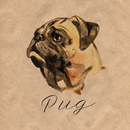 Watercolor Dog Pug Portrait - Hand Painted Illustration of Petsの写真素材