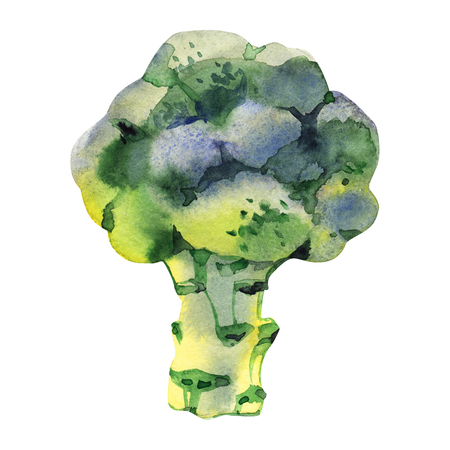 Watercolor vegetable broccoli isolated on a white background. Hand paintingの写真素材