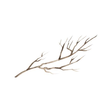 Watercolor painted and inked drawing wood twig, imitation, isolated on white, forest tree, natural tree branch, stick, handmade driftwood forest floor pickups. Rustic watercolor artの写真素材