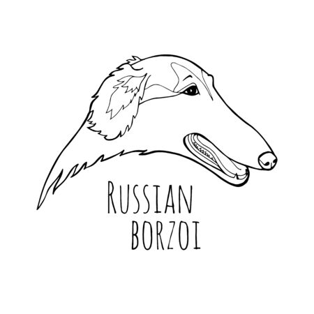 Russian borzoi. Hunting breed dogs. Coloring book page. Vector illustration. Vector  pure-bredのイラスト素材