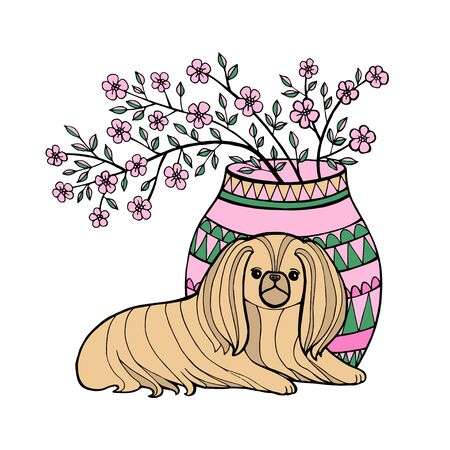 Pekingese. Decorative breed dogs. Vector illustration. Pekinese. Vector pure-bredのイラスト素材