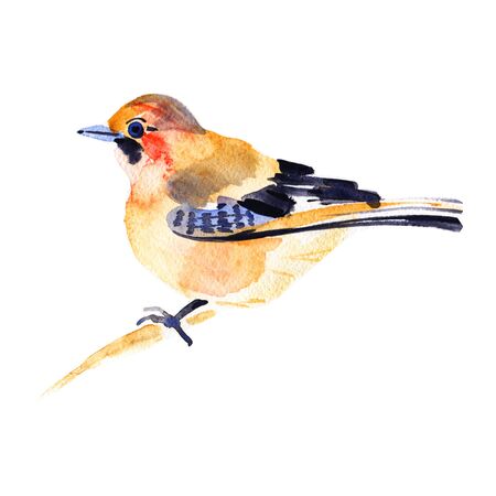 Jay bird isolated on white background. Hand painted. Illustration. Watercolorの写真素材