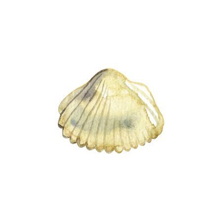 Seashell watercolor illustration. Hand drawn underwater element design. Artistic  marine design...