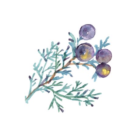 Juniper berries. Medicinal forest plants with watercolor on a white backgroundの写真素材