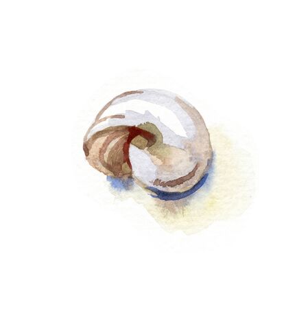 Hand paint watercolor seashell on whiteの写真素材