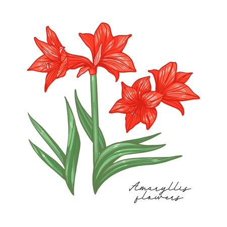 Amaryllis lily flower botanical vector Art isolated on white background.のイラスト素材