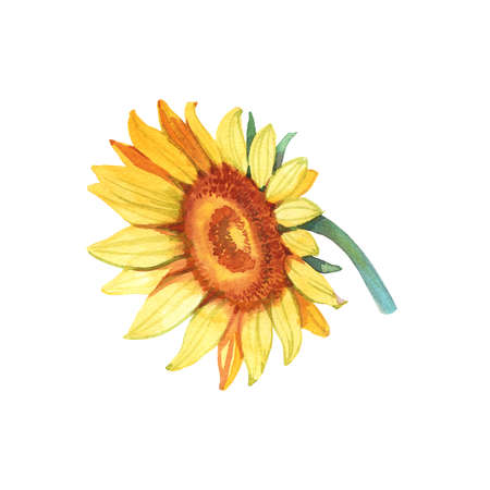 Sunflower isolated on a white background. Watercolor hand drawn illustration.の写真素材