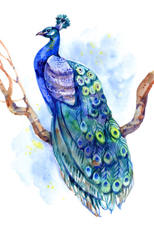Illustration with realistic peacock bird on tree jungle backgroundの写真素材