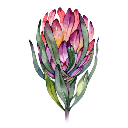 Hand painted floral object. Watercolor botanical illustration of protea flower. Natural element close up isolated on white backgroundの写真素材