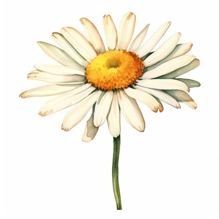 Watercolor daisy, hand painted floral illustration, white flowers isolated on a white background.の写真素材