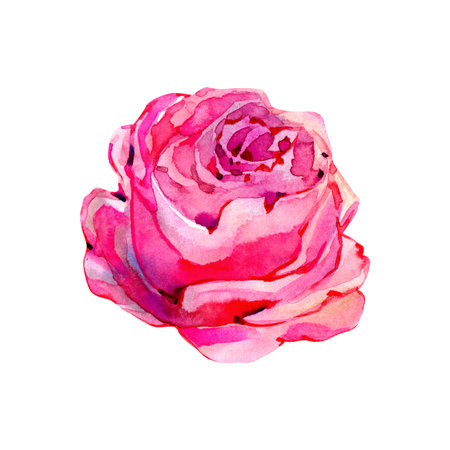 Pink vintage rose flower isolated on white background. Watercolor illustrationの写真素材