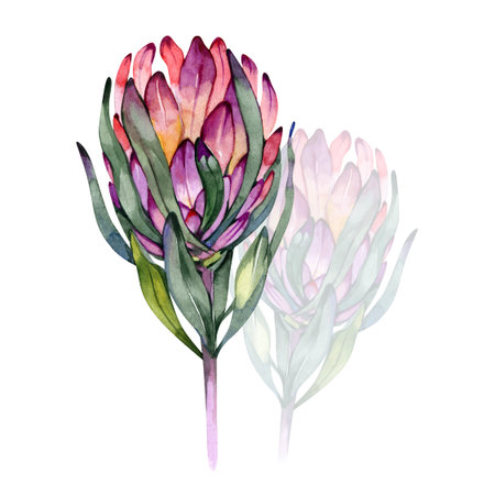 Watercolor illustration of pink protea flower with green leaves, hand-painted botanical artwork, elegant floral design for wedding invitations, natural decor, and tropical printの写真素材
