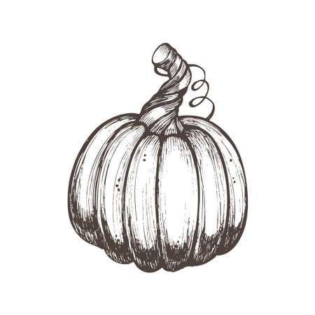 Hand-drawn vintage pumpkin illustration in ink line art style. Perfect for autumn designs, Thanksgiving decor, Halloween invitations, and botanical prints.のイラスト素材