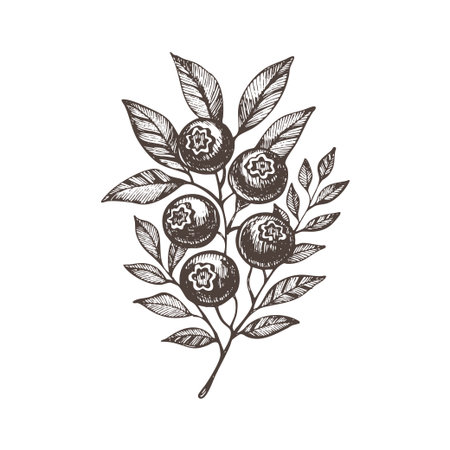 Vintage vector illustration of a blueberry bilberry branch in ink line art style. Perfect for botanical prints, jam labels, organic product packaging, and wild berry designs.のイラスト素材
