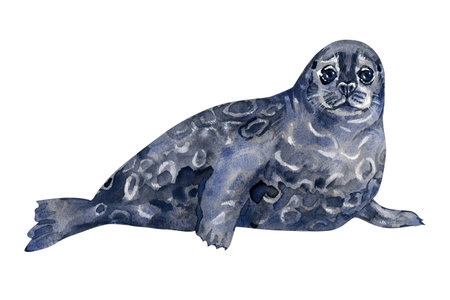Watercolor illustration of a Saimaa ringed seal, an endangered species native to Finland. Detailed hand-painted texture, expressive eyes and natural bluish-gray markings create a gentle wildlife artwork perfect for nature projects.の写真素材