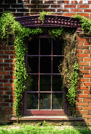 Old pained window surrounded by green vines and red brick at the Smith ville Mansion NJの写真素材