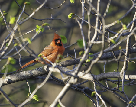 Male Cardinal perch in a tree in the forest in spring
