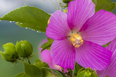 In Jew Jersey, Down in the Meadowland, across the Hudson River from NYC, the Swamp Rose Mallow grows in abundance.の写真素材