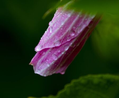 In Jew Jersey, Down in the Meadowland, across the Hudson River from NYC, the Swamp Rose Mallow grows in abundance.の写真素材