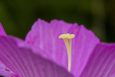 In Jew Jersey, Down in the Meadowland, across the Hudson River from NYC, the Swamp Rose Mallow grows...