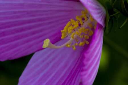 In Jew Jersey, Down in the Meadowland, across the Hudson River from NYC, the Swamp Rose Mallow grows in abundance.の写真素材