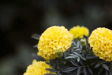Marigold flowers near city streetの写真素材