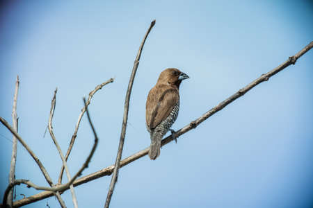 Little bird seat on the treeの写真素材