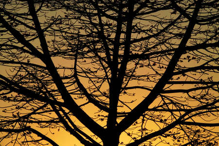 One old tree on the hill of mountains