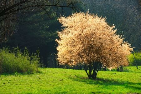 tree in a bloom 1の写真素材