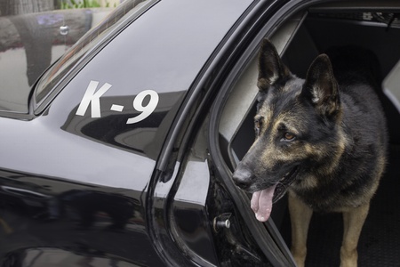 Police K-9 in Patrol Carのeditorial素材