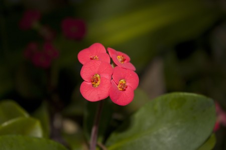 Tiny Milii Flower taken at night with flashの写真素材
