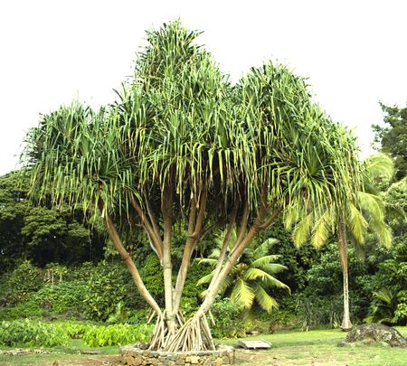 Hawaiian hala tree with lauhala leaves growing in a fieldの写真素材