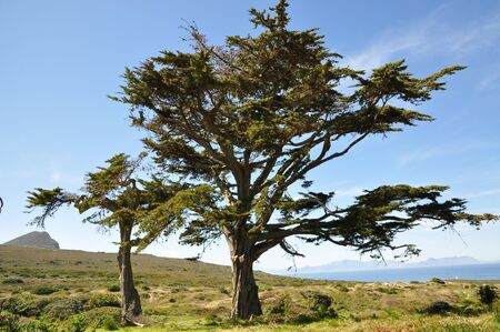 Trees near the oceanの写真素材