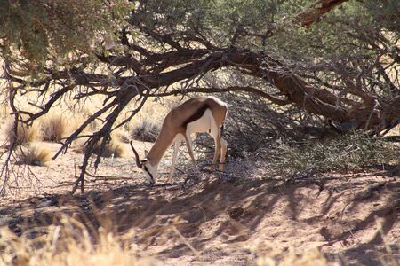 Springbok grazing under a treeの写真素材
