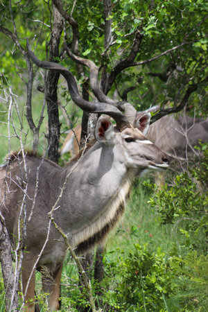 Portrait of a large kudu bullの写真素材
